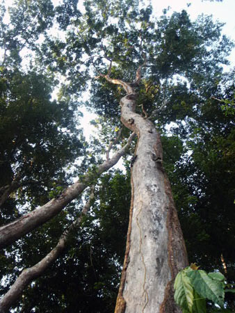 Дерево афромозия