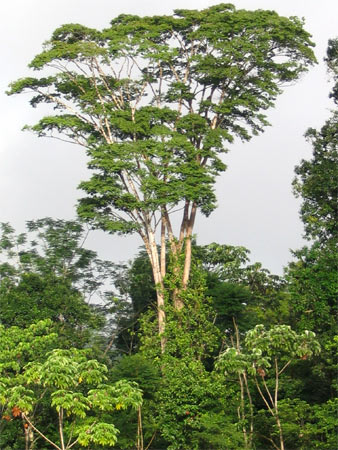 Дерево амарант