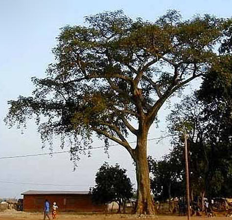 Дерево анчар