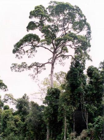 Дерево балау