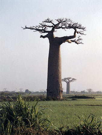 Дерево баобаб