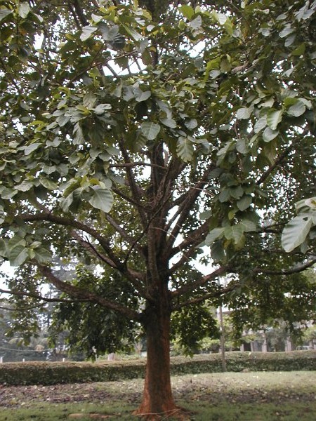 Дерево билинга