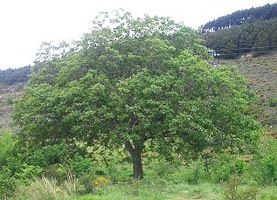 Дерево грецкий орех
