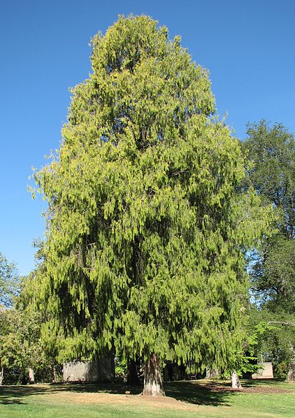 Дерево кипарис