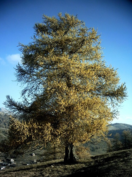Дерево лиственница