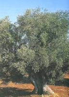 Дерево маслина
