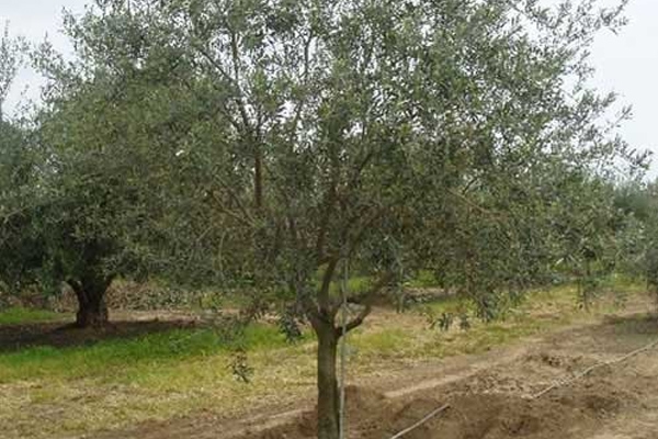 Дерево олива