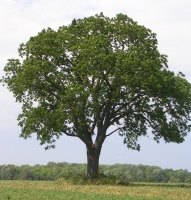 Дерево орех черный