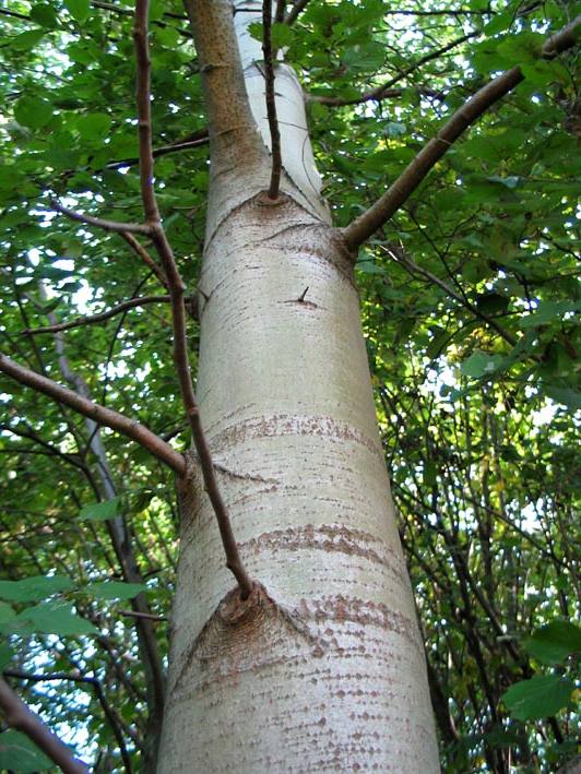 Осина (aspen), дерево осина, древесина осины