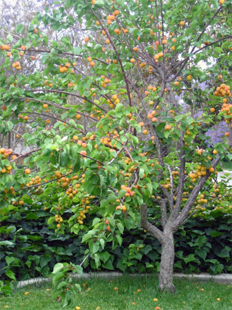 Дерево абрикос
