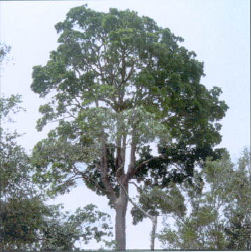 Дерево азобе