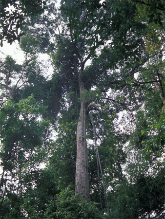 Дерево балау