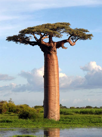 Дерево баобаб