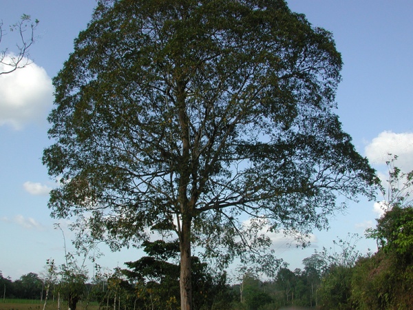 Дерево кумару