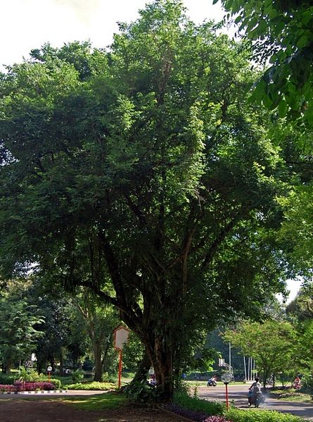 Дерево палисандр